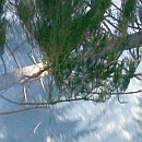 małe,ścinka drzew Beskidy 2009,4